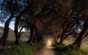 trees, nature, photography