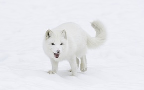 arctic fox, nature, photography, animals