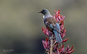 animals, birds, photography