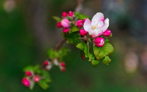 nature, flowers