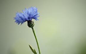 nature, flowers