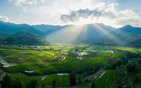photography, rice paddy, nature