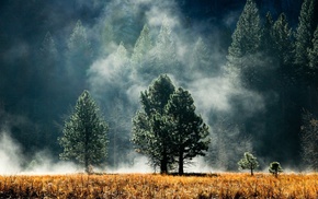 smoke, grass, trees, mist