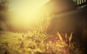 nature, depth of field, plants, Sun, photography