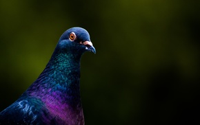 photography, birds, animals, dove