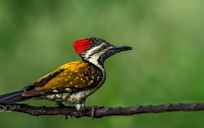 birds, nature, woodpeckers, animals, photography