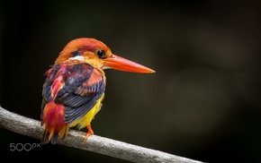 animals, 500px, kingfisher, photography, birds, nature