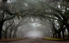 photography, nature