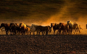 photography, horse, animals