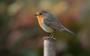 photography, robins, nature, animals, birds