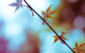 nature, plants, depth of field, branch, photography, leaves