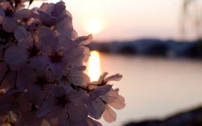 water, flowers, sunset, plants, nature, photography