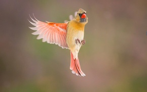 animals, birds, Cardinals, photography