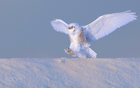 photography, animals, birds, owl, snow, winter