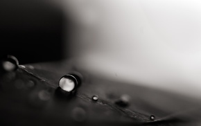 monochrome, water drops, plants, photography, nature, leaves