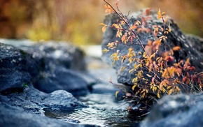 water, plants, nature