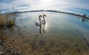nature, animals, birds, photography, swan