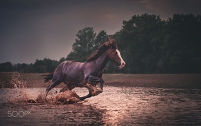 photography, animals, horse