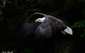 photography, animals