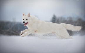 photography, animals