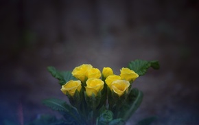nature, photography
