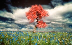 nature, photography