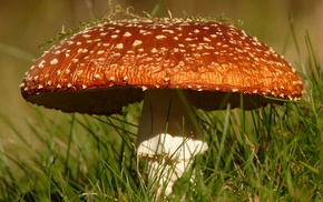 mushroom, photography