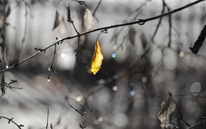 water drops, leaves