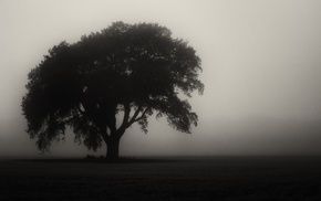 mist, monochrome, trees