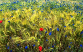 plants, nature, flowers, field