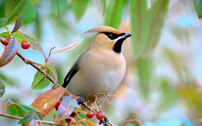 birds, animals, waxwings