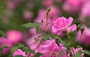 plants, flowers, macro