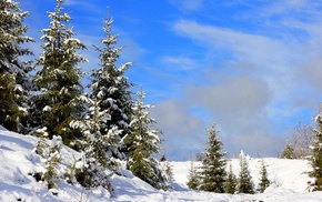 landscape, pine trees, snow