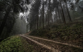 road, mist, forest, trees