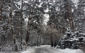 trees, snow