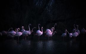 nature, birds, photography