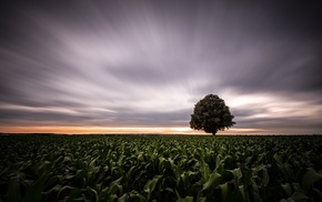 photography, nature