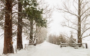 trees, snow