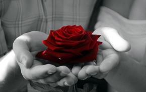 rose, selective coloring, photography