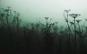 plants
