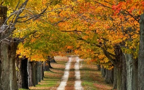 trees, nature