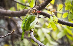 birds, animals