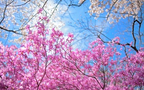 nature, flowers