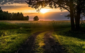 road, nature, trees