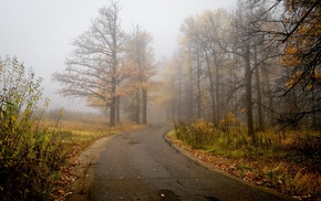 trees, road, nature