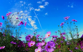 flowers, nature