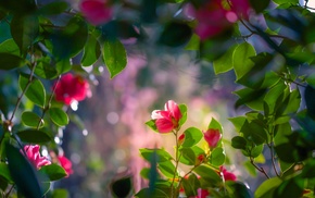 flowers, nature