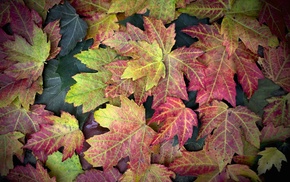 nature, leaves