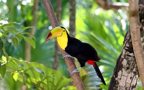 photography, animals, birds, toucans