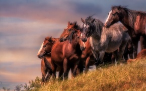 horse, animals, photography